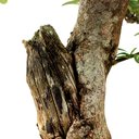 Ver imagem 7 de Bonsai Pyracantha 26 Anos