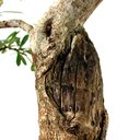 Ver imagem 6 de Bonsai Pyracantha 26 Anos