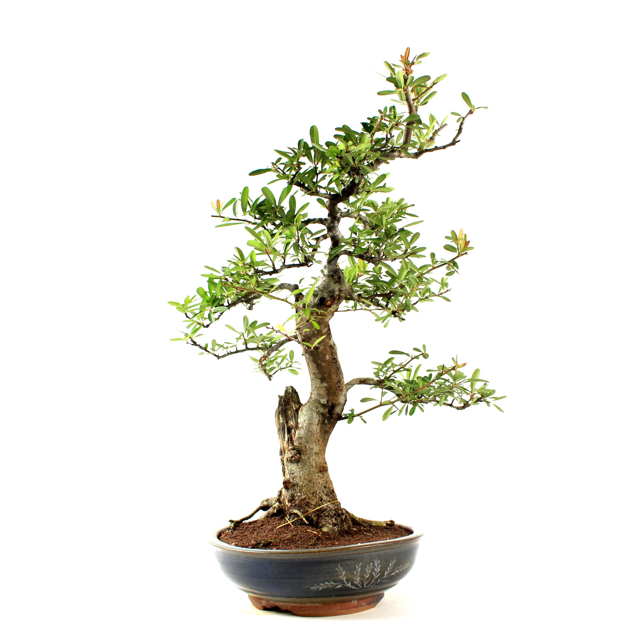 Bonsai Pyracantha 26 Anos