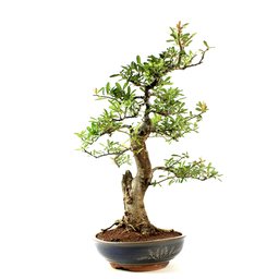 Bonsai Pyracantha 26 Anos - 1