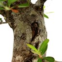 Ver mais imagens de Bonsai Pyracantha 26 Anos