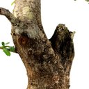 Ver imagem 5 de Bonsai Pyracantha 26 Anos