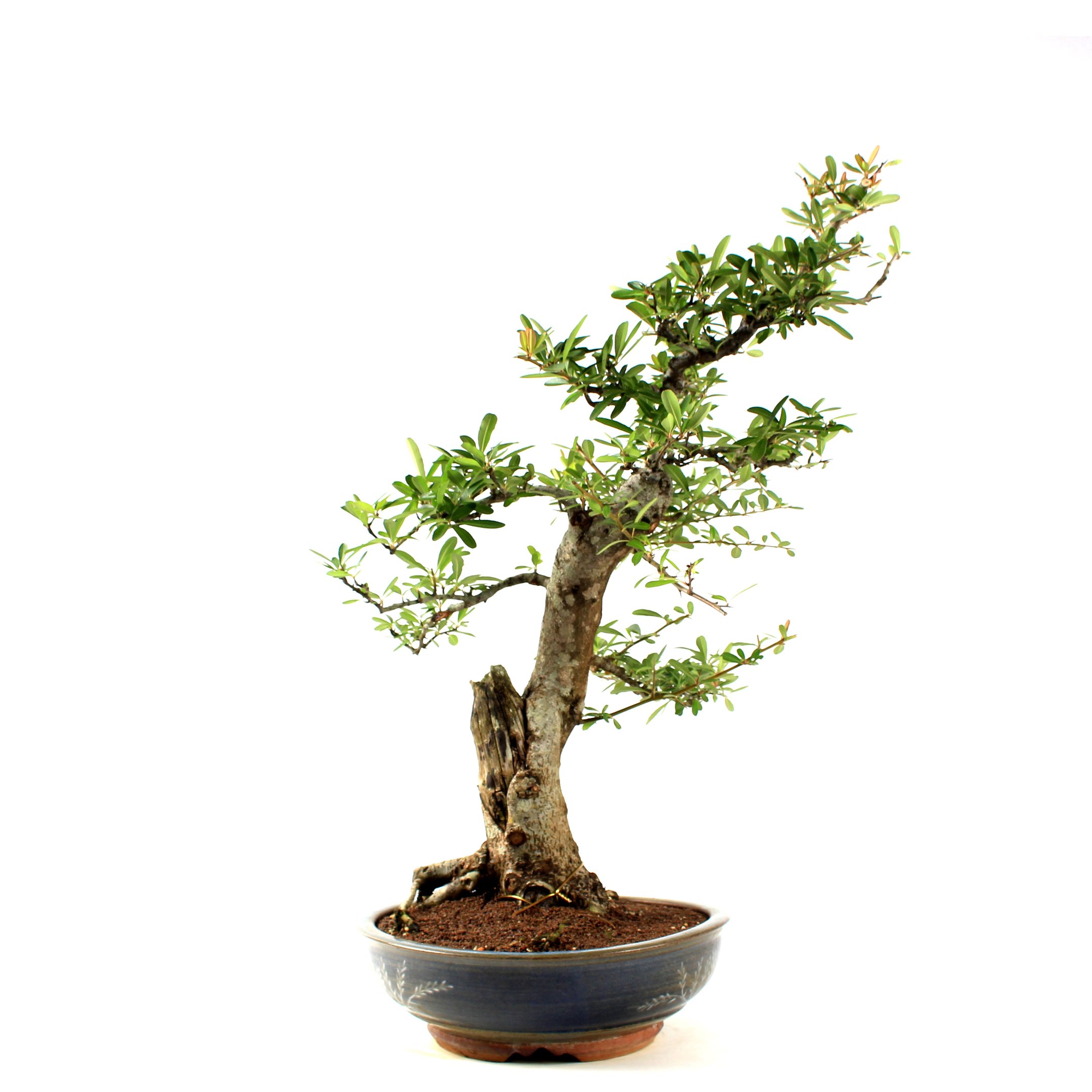 Bonsai Pyracantha 26 Anos - 4