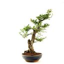 Ver imagem 4 de Bonsai Pyracantha 26 Anos
