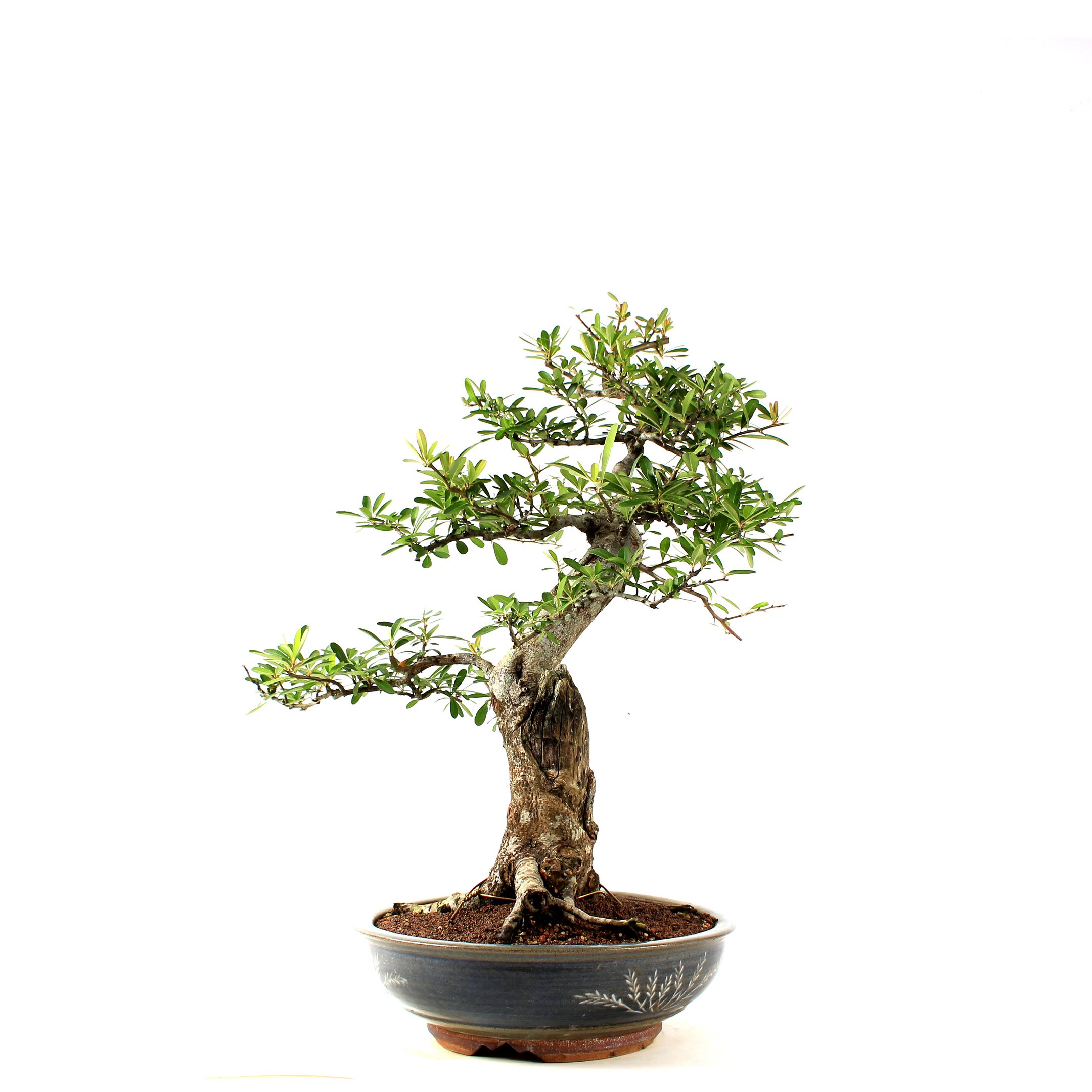 Bonsai Pyracantha 26 Anos - 3