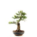 Ver imagem 3 de Bonsai Pyracantha 26 Anos