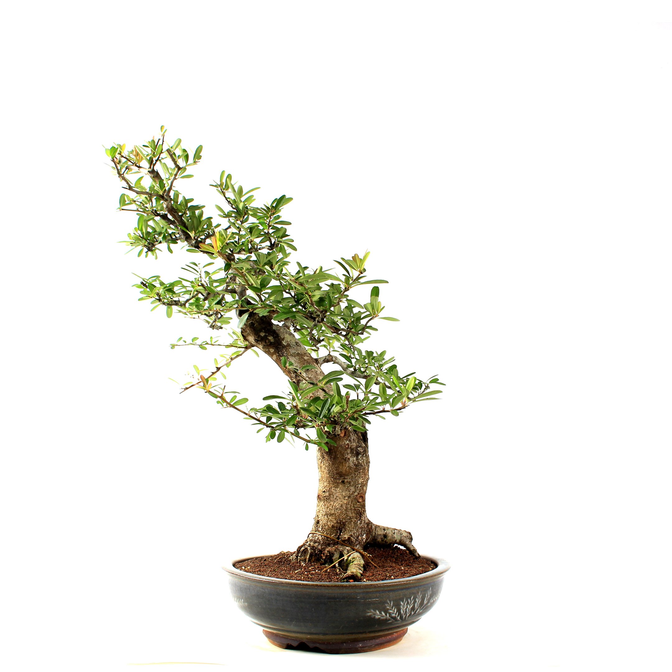 Bonsai Pyracantha 26 Anos - 2