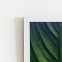 Ver imagem 2 de Folha Planta Natureza Verde Quadro Moldura Branca 60x40cm