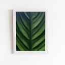 Ver imagem 1 de Folha Planta Natureza Verde Quadro Moldura Branca 60x40cm