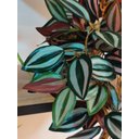Ver imagem 2 de Arranjo Completo com 2 Folhagem Verde de Pendurar e Vaso