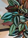 Ver imagem 2 de Arranjo Completo com 2 Folhagem Verde de Pendurar e Vaso