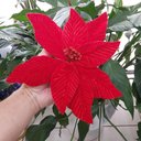 Ver imagem 5 de Flor Artificial Poinsétia Veludo 25cm
