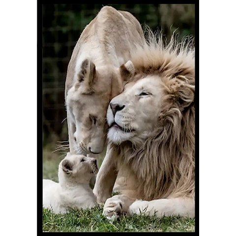 Quadro Decorativo Leão Natureza com Moldura Caixa 3 cm,  ideal ambiente de Sala e Quarto