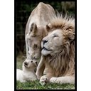 Ver imagem 1 de Quadro Decorativo Leão Natureza com Moldura Caixa 3 cm, ideal ambiente de Sala e Quarto