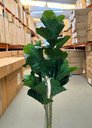 Ver imagem 6 de Ficus Lyrata Artificial Planta Permanente para Sala 1.50m