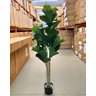 Ficus Lyrata Artificial Planta Permanente para Sala 1.50m - 8