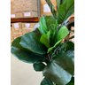 Ficus Lyrata Artificial Planta Permanente para Sala 1.50m - 3