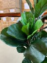 Ver imagem 3 de Ficus Lyrata Artificial Planta Permanente para Sala 1.50m