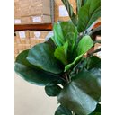 Ver imagem 3 de Ficus Lyrata Artificial Planta Permanente para Sala 1.50m