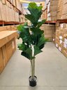 Ver imagem 2 de Ficus Lyrata Artificial Planta Permanente para Sala 1.50m