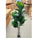 Ver imagem 5 de Ficus Lyrata Artificial Planta Permanente para Sala 1.50m