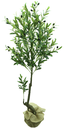 Ver imagem 1 de Arvore Planta Oliveira Oliva Verde 140cm Caule Real para Vaso e Sala