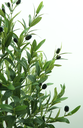 Ver imagem 2 de Arvore Planta Oliveira Oliva Verde 140cm Caule Real para Vaso e Sala