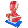 Cabeça Humana e Pescoço Musculado Anatomia - 2