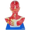 Cabeça Humana e Pescoço Musculado Anatomia - 1