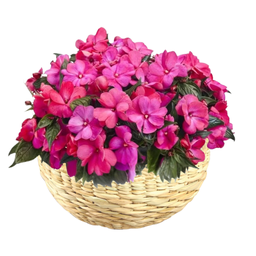 Cuia Palha de Taboa Rustico Vaso Flor Organizador - 4