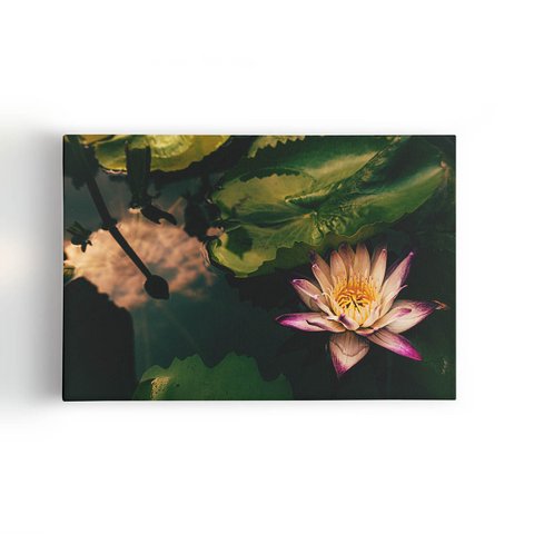 Quadro Flor de Lótus Rosa Natureza Água Canvas 60x40cm