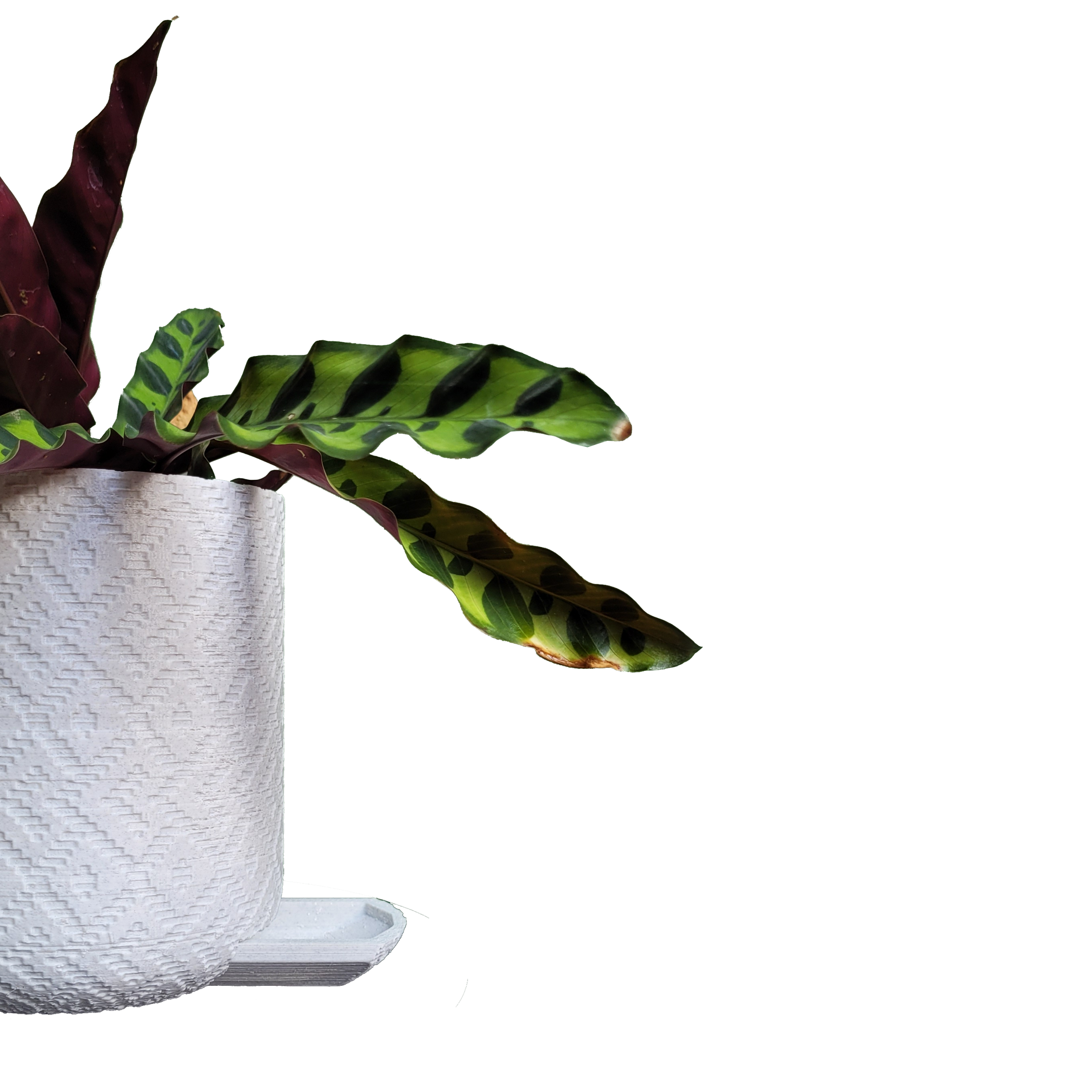 Vaso de planta Guarani - com dispenser de água -  Branco marmorizado - p14/15 - 2