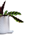 Ver imagem 2 de Vaso de planta Guarani - com dispenser de água -  Branco marmorizado - p14/15