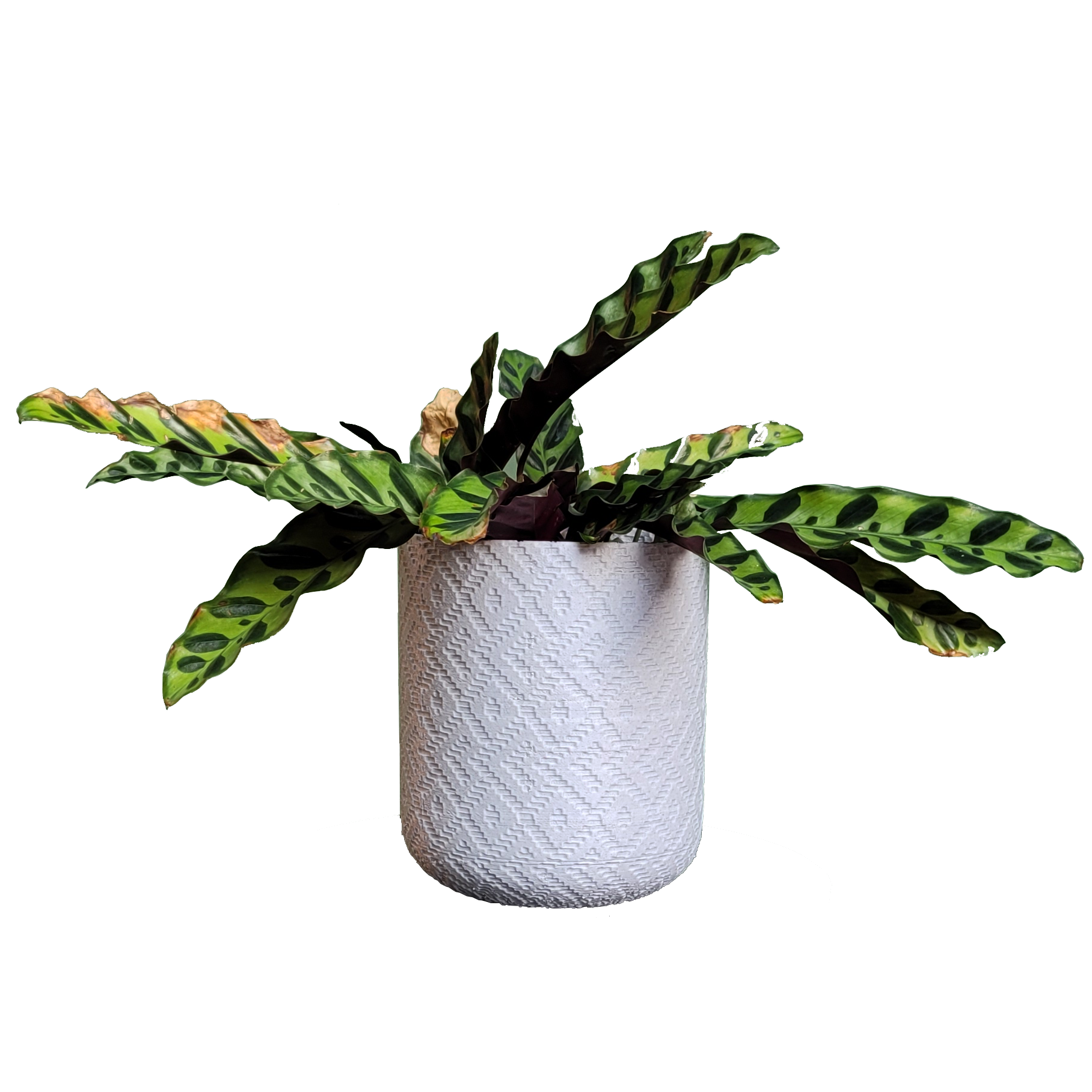 Vaso de planta Guarani - com dispenser de água -  Branco marmorizado - p14/15