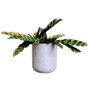 Ver imagem 1 de Vaso de planta Guarani - com dispenser de água -  Branco marmorizado - p14/15