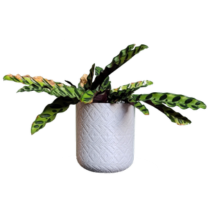 Vaso de planta Guarani - com dispenser de água -  Branco marmorizado - p14/15