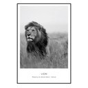 Ver imagem 1 de Quadro Decorativo Barcelona Leao Pb 60x90 cm