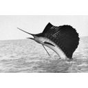 Ver imagem 4 de Porta Chaves Vigia Náutico Artesanal Iate Latão E MDF SAT Vigia Náutico Iate