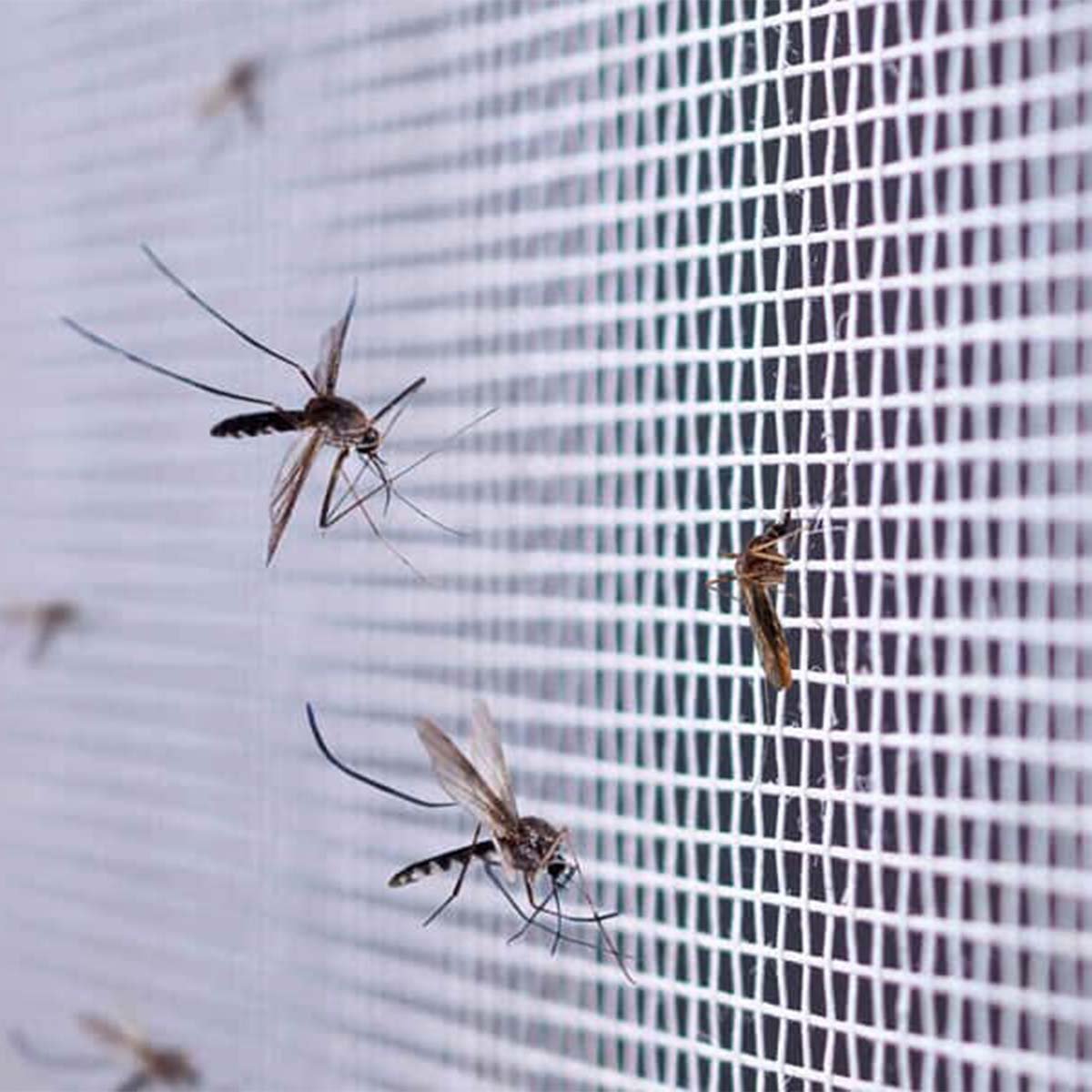 Tela Mosquiteiro Mosquito Pernilongo 3 Metros Janela Basculante Porta Multiuso Mosca Inseto Proteçao - 7