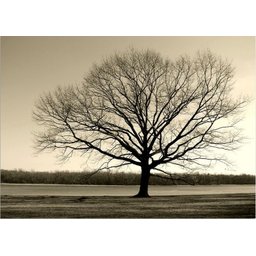 Quadro Decorativo Paisagem Contemporânea Fotografica, Tela em Canvas Tamanho 100x70cm - 1