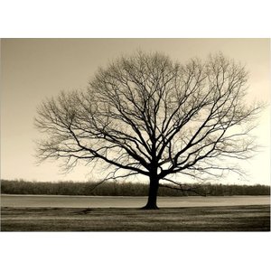 Quadro Decorativo Paisagem Contemporânea Fotografica, Tela em Canvas Tamanho 100x70cm