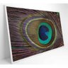 Quadro Penas De Pavão 60x40 Cm Vidro Impresso - 8