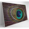 Quadro Penas De Pavão 60x40 Cm Vidro Impresso - 7