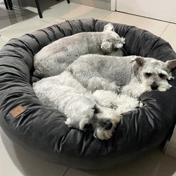 Cama Resistente para Cachorros Nuvem Veludo Gg 80x80:Cinza Escuro Veludo - 1