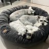 Cama Resistente para Cachorros Nuvem Veludo Gg 80x80:Cinza Escuro Veludo - 1
