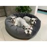 Cama Resistente para Cachorros Nuvem Veludo Gg 80x80:Cinza Escuro Veludo - 4
