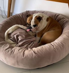 Cama Resistente para Cachorro Nuvem Veludo xg 100x100:Rose Gold Veludo - 3