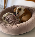 Ver imagem 3 de Cama Resistente para Cachorro Nuvem Veludo xg 100x100:Rose Gold Veludo