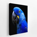 Ver imagem 2 de Arara Azul-grande Aves Animais Quadro Canvas 60x40cm