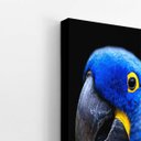 Ver imagem 3 de Arara Azul-grande Aves Animais Quadro Canvas 60x40cm